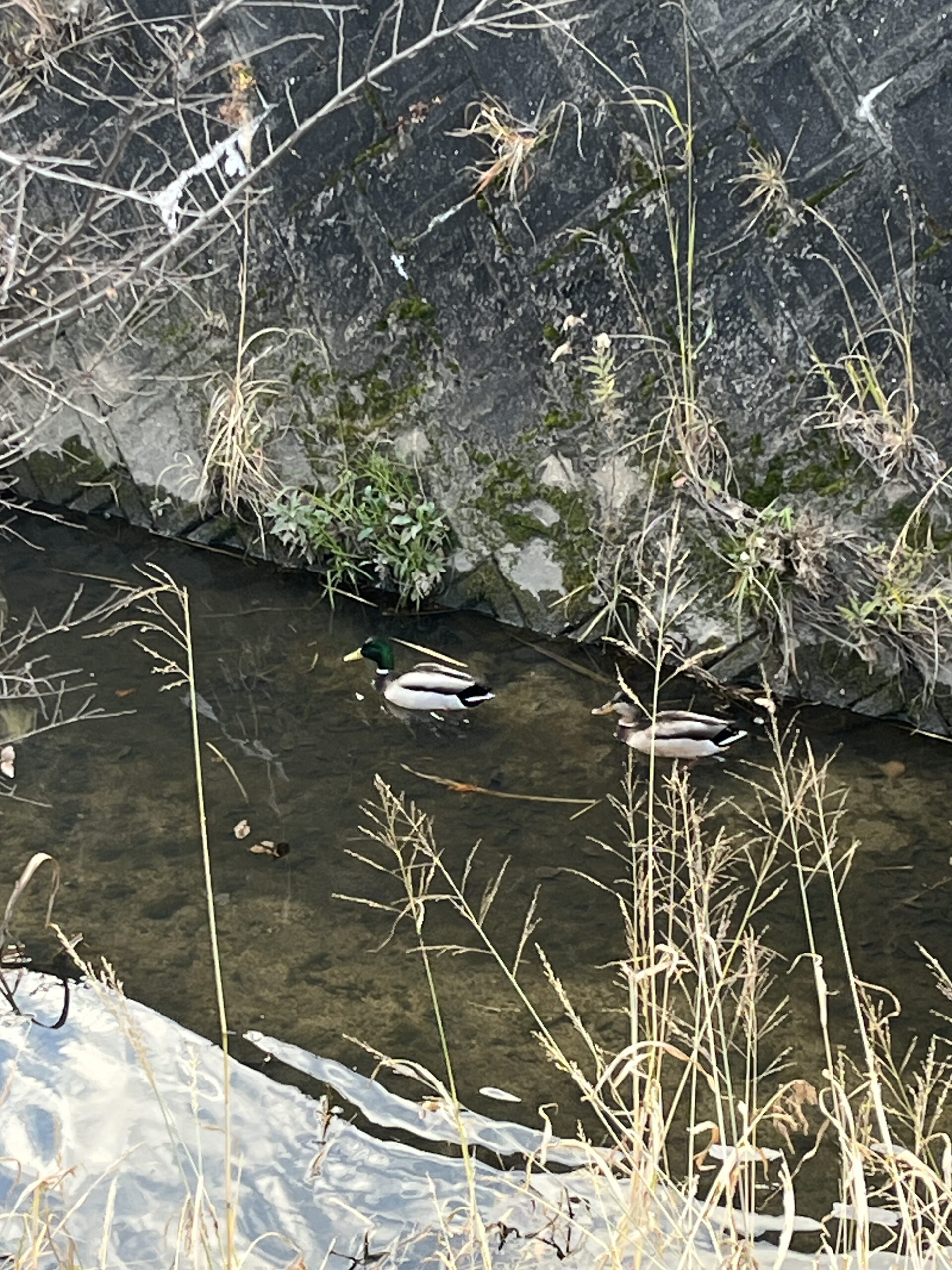 続けてきたからこそ、もっとやろうと思えた。歩道ゴミ拾いの途中で#131