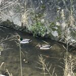 かもたちのいる川と、浮かぶゴミ袋 #153