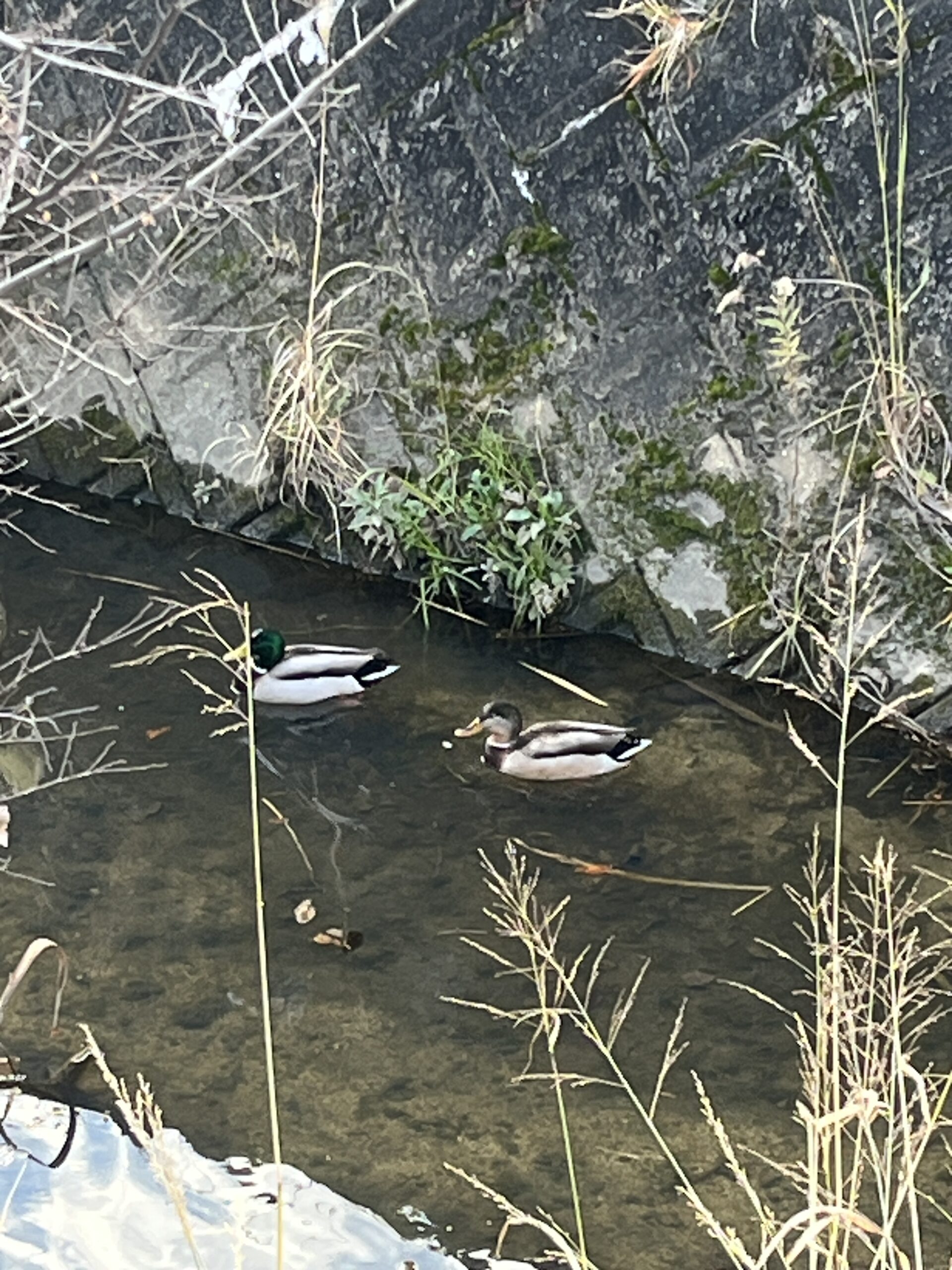 かもたちのいる川と、浮かぶゴミ袋 #153