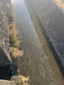 歩道の運拾いで見つけた、冬の小さな驚き #136