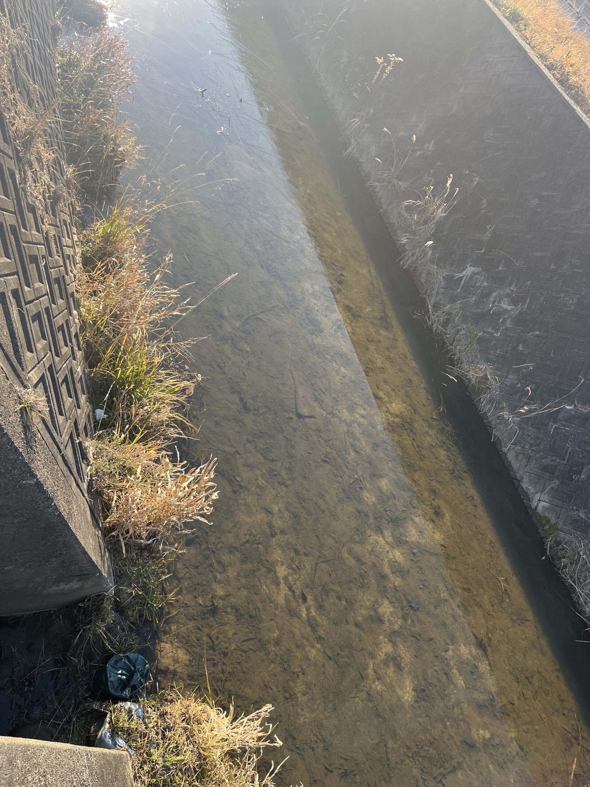 歩道の運拾いで見つけた、冬の小さな驚き #136