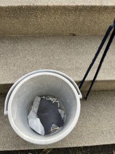 暖かい日の翌朝、歩道に増えていたもの #145