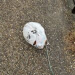 【雨上がりの川辺で発見】巨大ゴミ袋を釣り上げてみたら…中身に少し考えさせられた話 #149