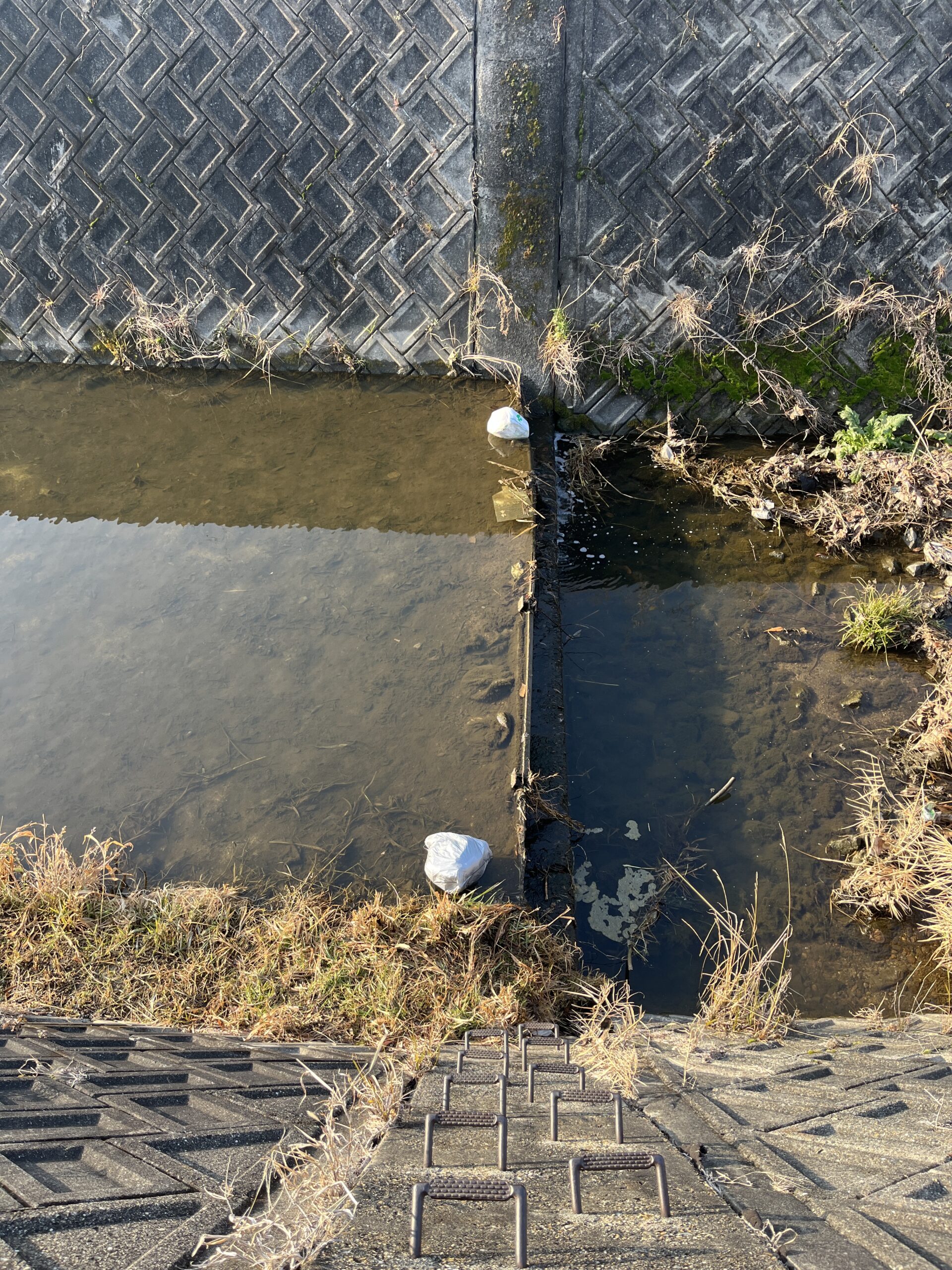 暖かい朝の運拾い…でも川を見て立ち止まった理由#150