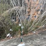 木の後ろのゴミ袋。これは正直、無理かと思いました。#152