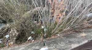 木の後ろのゴミ袋。これは正直、無理かと思いました。#152