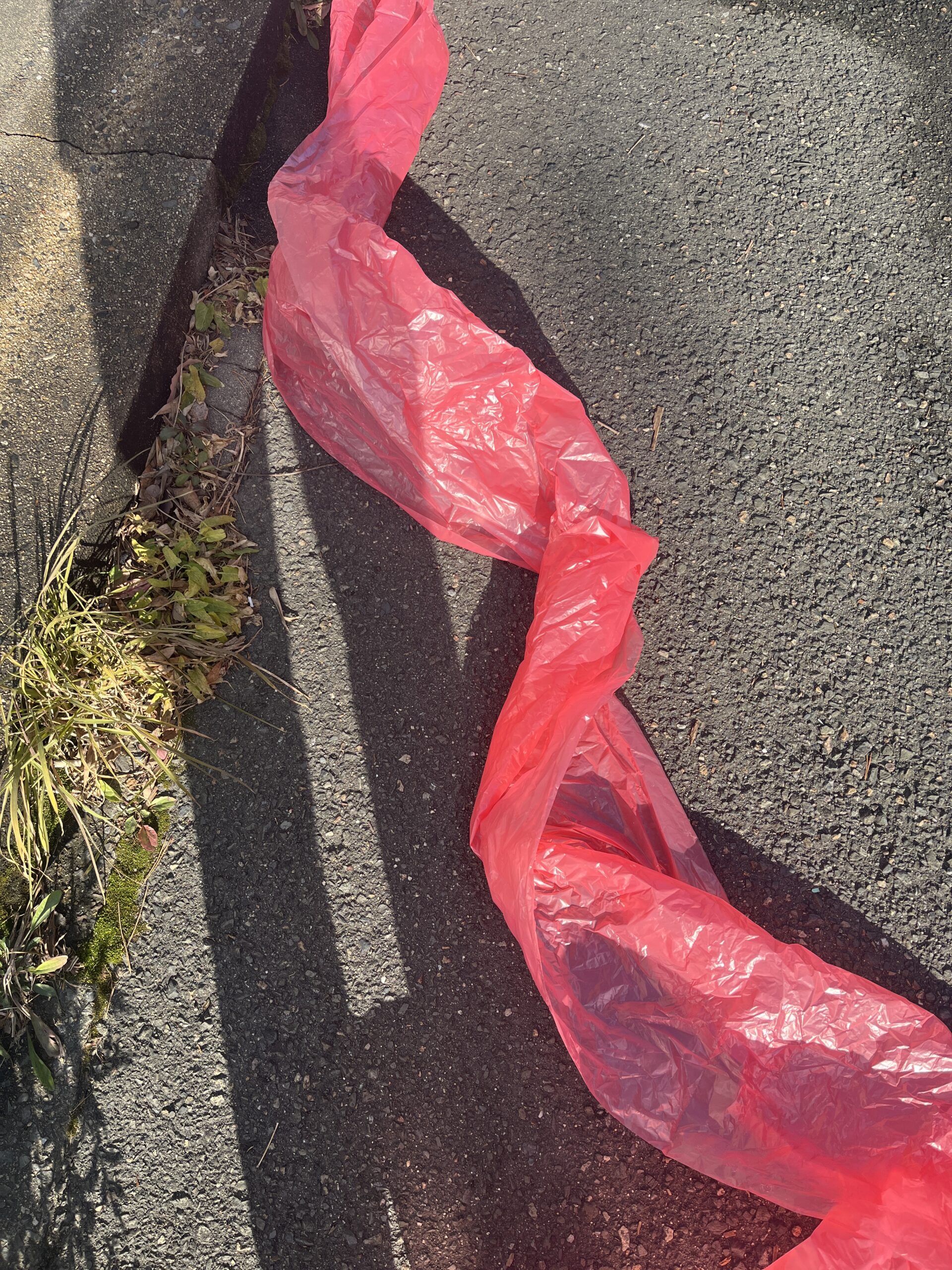 歩道ごみ拾いで出会った、珍しいごみ #143