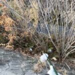 草むらに隠れたゴミ袋…フックを動かしたら「まさかのヒット」#164