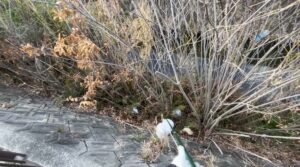 草むらに隠れたゴミ袋…フックを動かしたら「まさかのヒット」#164