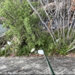 川辺のゴミ袋を釣り上げ｜木の下の難所でも回収成功【運拾い活動】#167