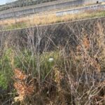 川辺のゴミ袋を釣り上げた話｜木の枝と木々に阻まれた“高難易度回収”の記録 #170