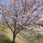 花見しながらゴミ拾いは気持ちいい？春におすすめの新しい社会貢献スタイル #176