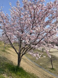 花見しながらゴミ拾いは気持ちいい？春におすすめの新しい社会貢献スタイル #176