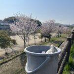 桜と一緒に、運も拾う一日 #177