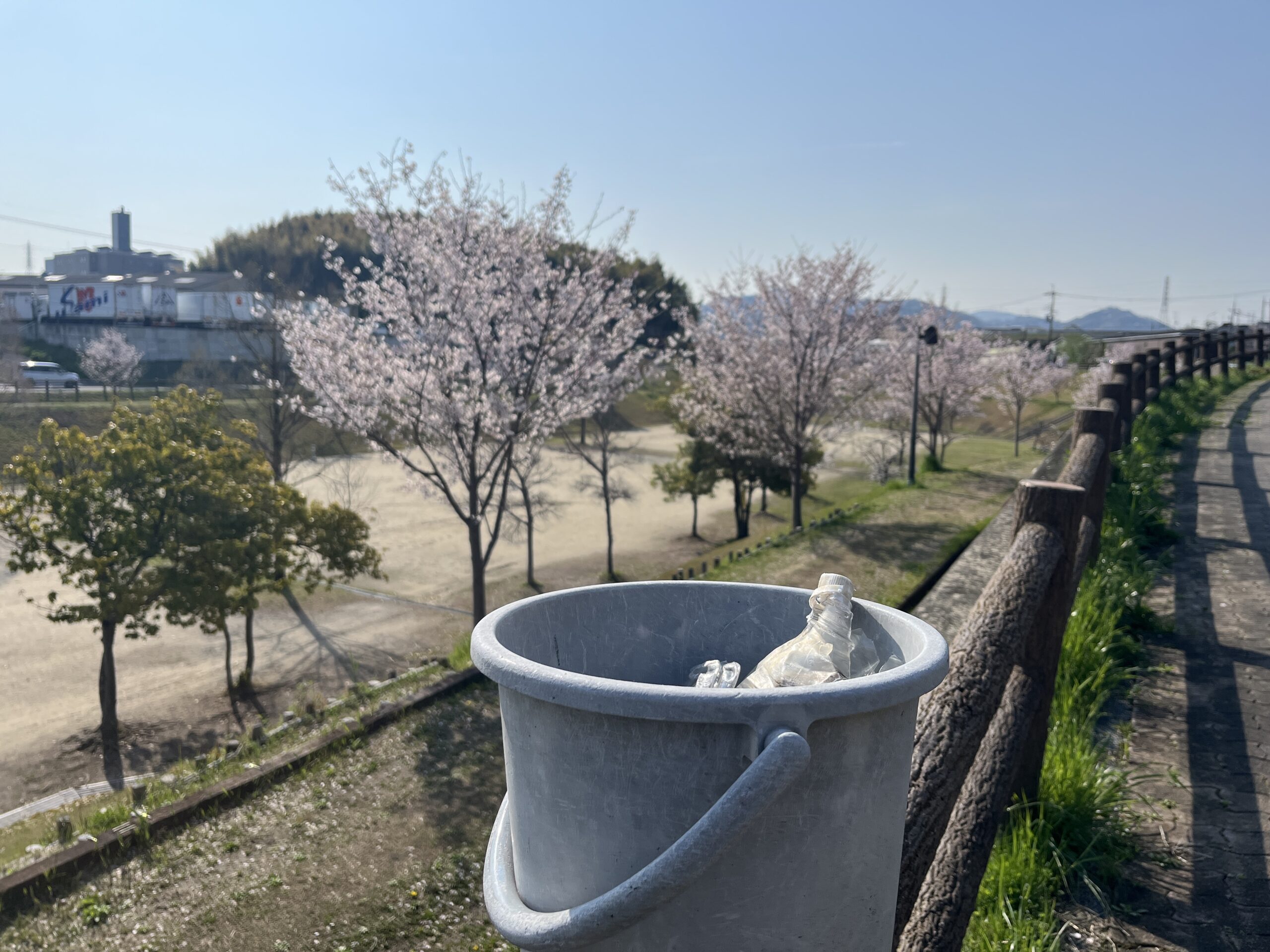 桜と一緒に、運も拾う一日 #177