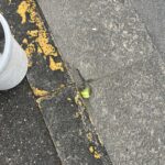 なぜここに？ゴミ拾い中に見つけたテニスボールから考えたこと #178